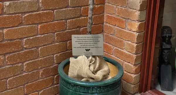 one of the roses delivered